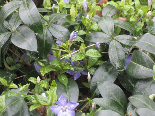 vinca 2