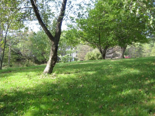 apple tree September 25 2012