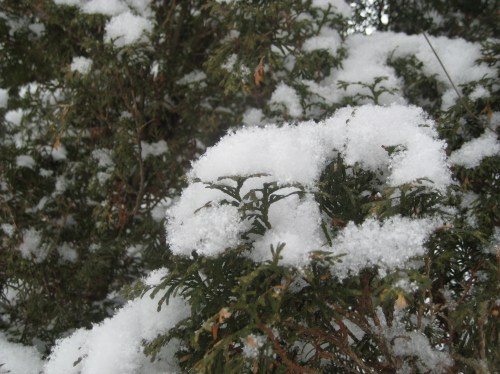 cedar