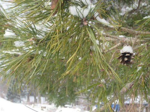 pinecone
