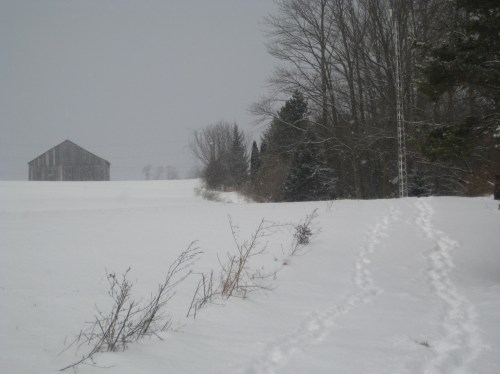 trail back