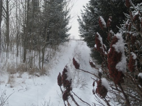 trail