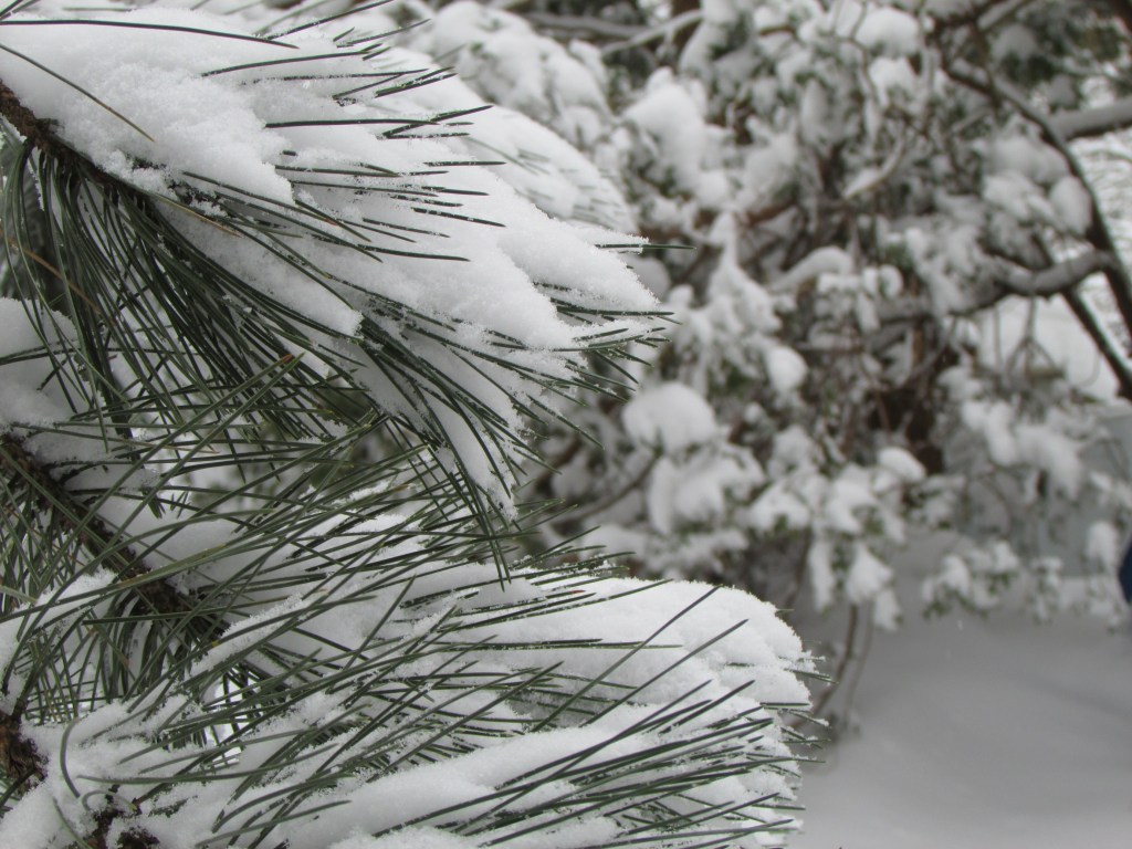 fir tree
